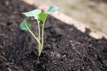 Seedlings-of-Broccoli