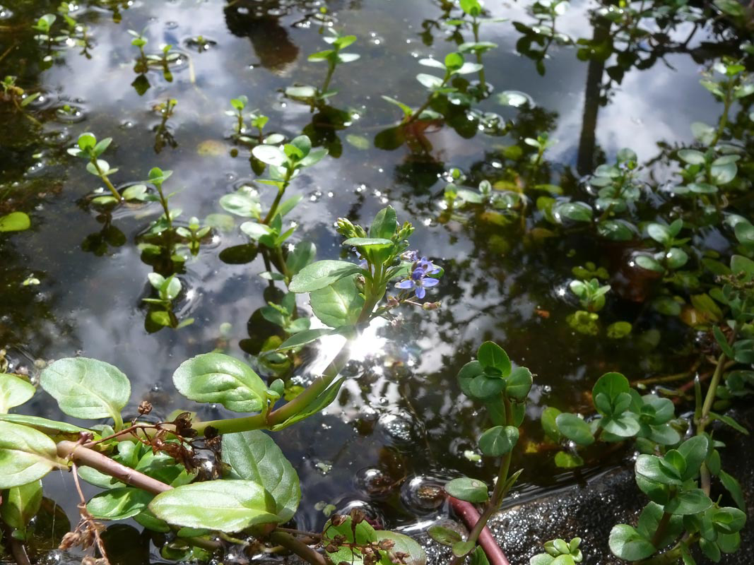 Brooklime-Plant-growing-in-water