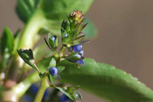 Flowering-buds-of-Brooklime-plant