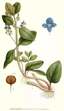 Plant-Illustration-of-Brooklime-plant