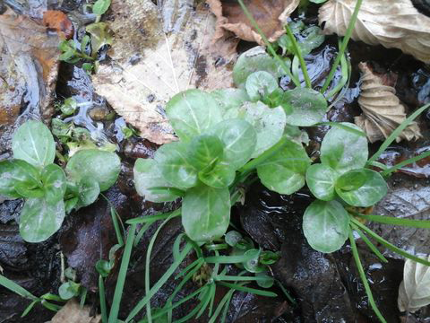 Small-Brooklime-Plant