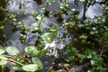 Brooklime-Plant-growing-in-water