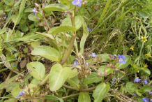 Brooklime-Plant-growing-wild