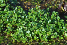 Brooklime-Plant