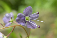 Closer-view-of-Brooklime-flower