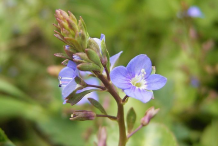 Flower-of-Brooklime-plant