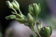 Fruit-of-Brooklime-plant