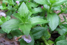 Leaves-of-brooklime-plant