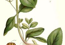 Plant-Illustration-of-Brooklime-plant