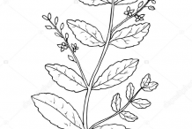 Sketch-of-Brooklime-plant