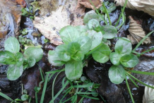 Small-Brooklime-Plant