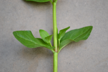 Stem-of-Brooklime-plant