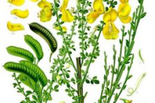 Broom-Plant-Illustration