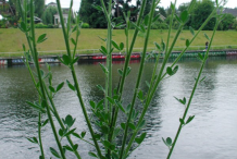 Broom-Plant