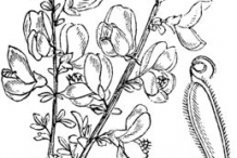 Broom-plant-sketch