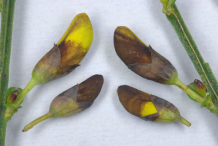 Buds-of-Broom-Plant