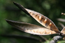 Dried-Fruit-of-Broom-Plant