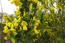 Flowering-Broom-plant