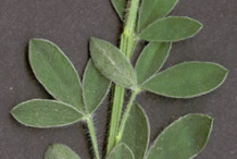 Leafy-shoot-of-Broom-Plant