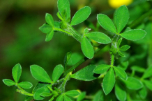 Leaves-of-Broom-Plant