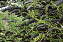 Matured-fruit-of-broom-plant