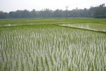 Brown-rice-field