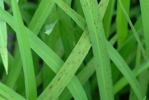 Brown-rice-leaves