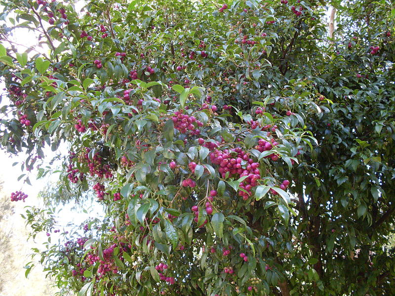 Mature-Brush-Cherry-fruits-on-the-tree