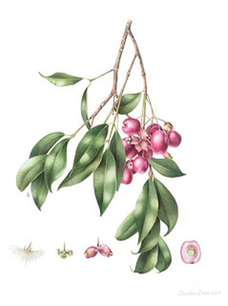 Plant-Illustration-of-Brush-Cherry