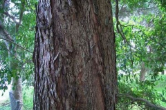 Bark-of-Brush-Cherry