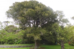Brush-Cherry-Tree