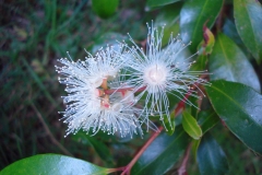 Flower-of-Brush-Cherry