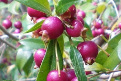 Fruits-of-Brush-Cherry