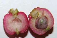 Half-cut-Brush-Cherry