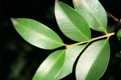 Leaves-of-Brush-Cherry