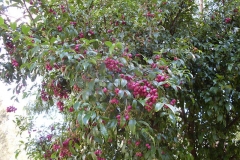 Mature-Brush-Cherry-fruits-on-the-tree
