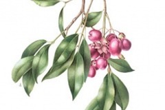 Plant-Illustration-of-Brush-Cherry