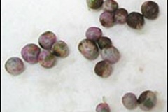 Seeds-of-Brush-Cherry