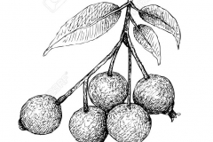 Sketch-of-Brush-Cherry