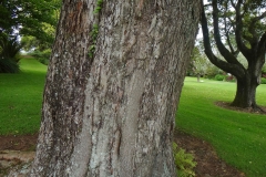 Trunk-of-Brush-Cherry