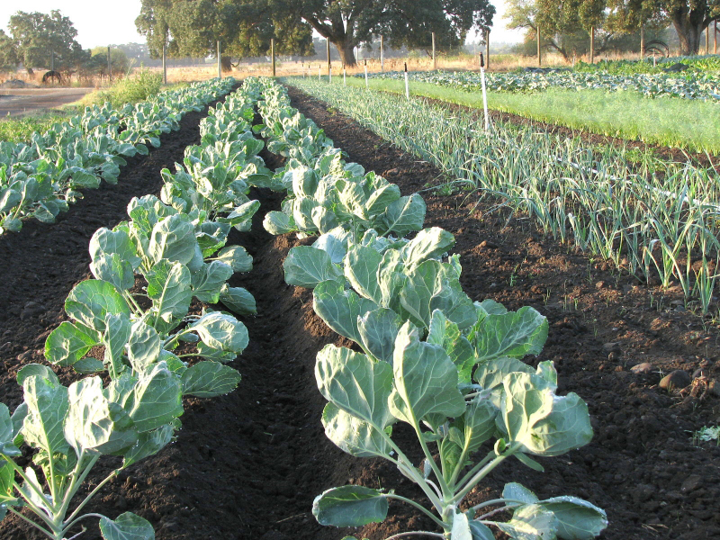 Brussel-sprouts-farm