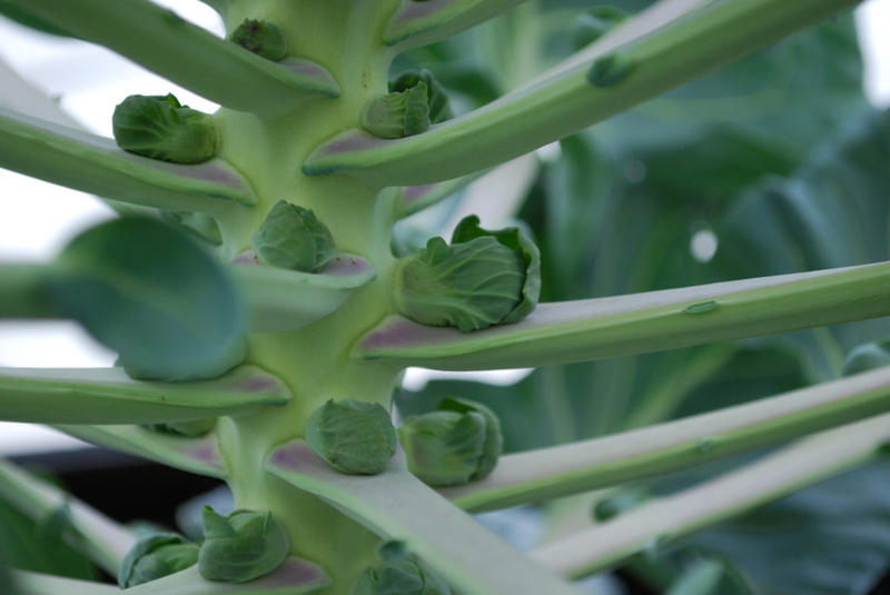Stalk-of-Brussel-sprouts