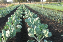 Brussel-sprouts-farm