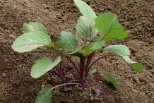 Seedlings-of-Brussel-sprouts