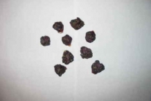 Seeds-of-Brussel-sprouts