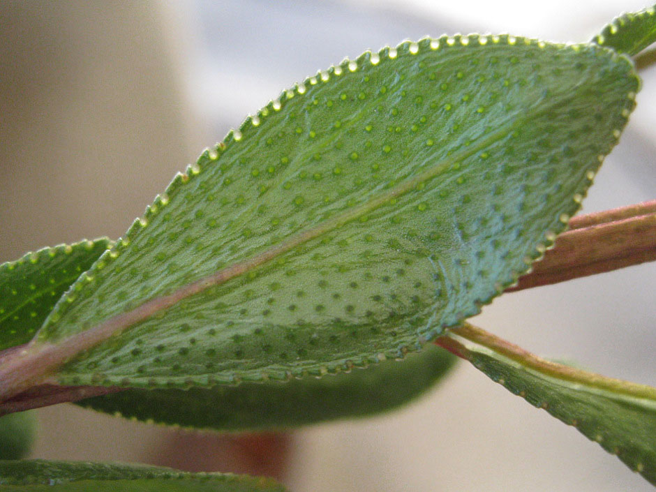 Closer-view-of-leaf-of-Buchu-plant