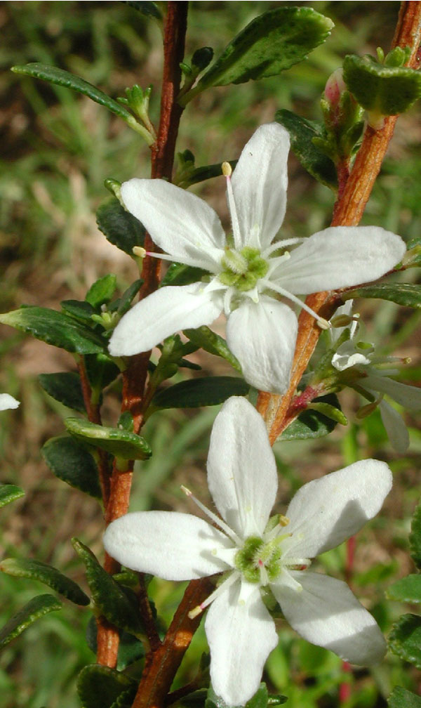 Closer-view-of-flower-of-Buchu