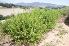 Buchu-plant-growing-wild