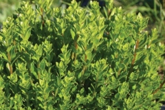 Buchu-plant