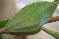 Closer-view-of-leaf-of-Buchu-plant